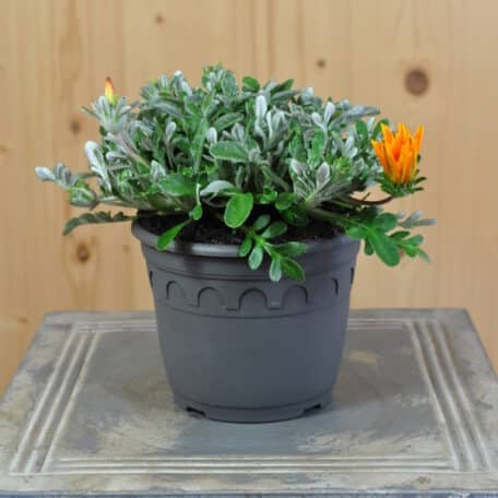 Mittagsgold - Gazania Cultivars - 3 Stück
