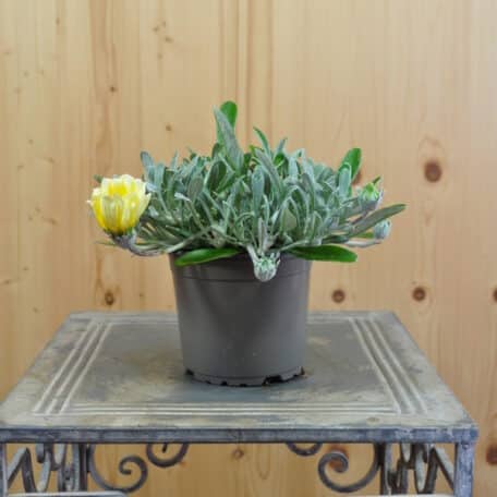 Mittagsgold - Gazania Cultivars - 4 Stück