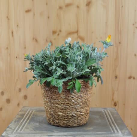 Mittagsgold - Gazania Cultivars im Korb 1 - 2 Stück