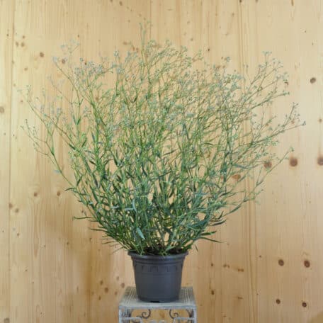 Schleierkraut - Gypsophila paniculata