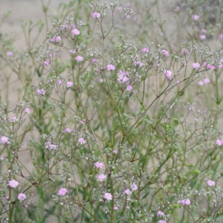 Schleierkraut - Gypsophila paniculata