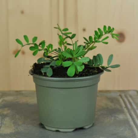 Schopfiger Hufeisen-Klee - Hippocrepis comosa - 6 Stück