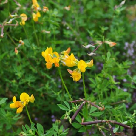 Schopfiger Hufeisen-Klee - Hippocrepis comosa - 6 Stück