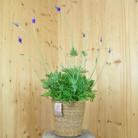 Kanarischer Lavendel - Lavandula im Korb 3