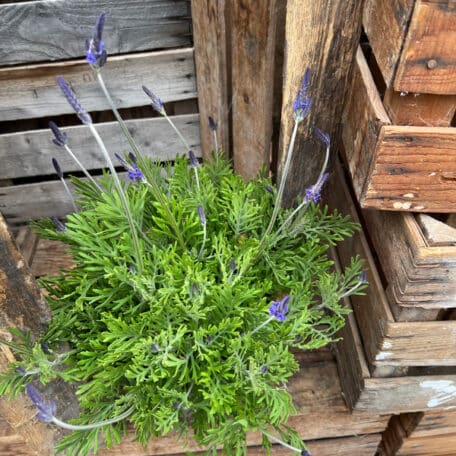 Kanarischer Lavendel - Lavandula im Korb 3