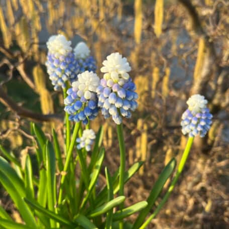 Traubenhyazinthe - Muscari armeniacum im Korb, 2 Stück