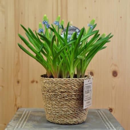Traubenhyazinthe - Muscari armeniacum im Korb, 2 Stück