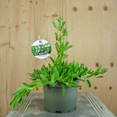 Dornige Hauhechel - Ononis spinosa - 4 Stück