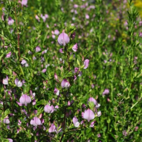 Dornige Hauhechel - Ononis spinosa - 4 Stück
