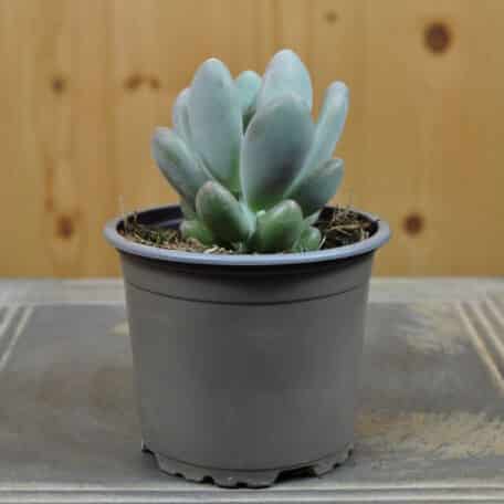 Ein Dickblatt, mit blaugrau bis lavendelfarbenen Blätter - Pachyphytum bracteosum Blue Haze - 6 Stück