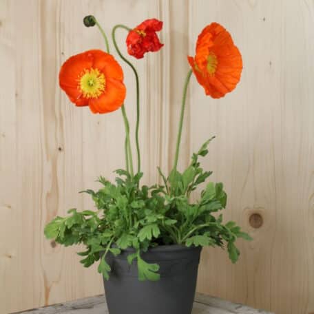 Islandmohn - Papaver nudicaule - 2 Stück