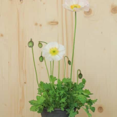 Islandmohn - Papaver nudicaule - 2 Stück