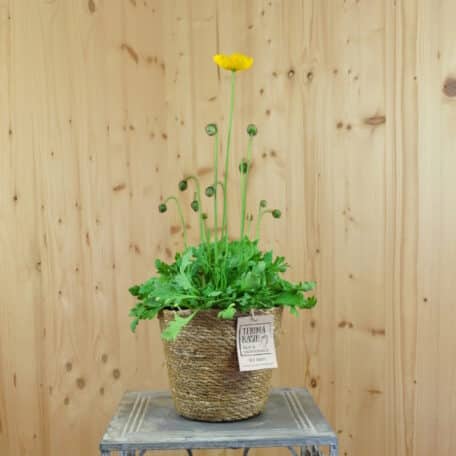 Islandmohn - Papaver nudicaule im Korb 2 - 2 Stück