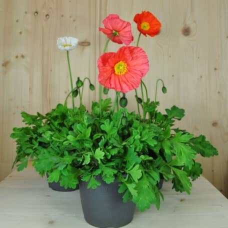 Islandmohn - Papaver nudicaule - 2 Stück