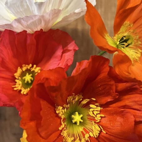 Islandmohn - Papaver nudicaule - 2 Stück