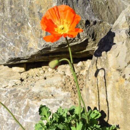 Islandmohn - Papaver nudicaule - 2 Stück