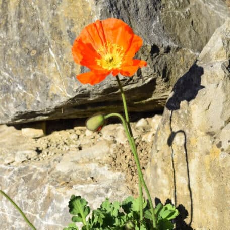 Islandmohn - Papaver nudicaule im Korb 2 - 2 Stück