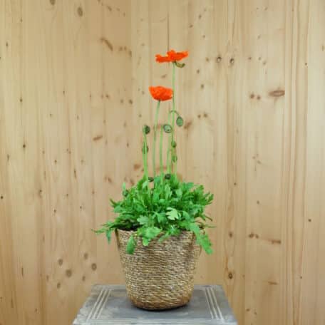 Islandmohn - Papaver nudicaule im Korb 2 - 2 Stück