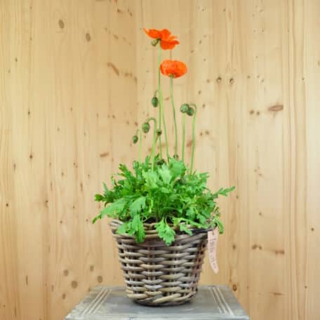 Islandmohn - Papaver nudicaule im Korb 5 - 2 Stück