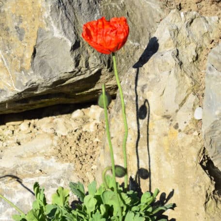 Islandmohn - Papaver nudicaule - Red - 2 Stück