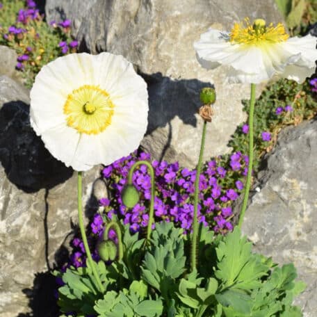 Islandmohn - Papaver nudicaule - 2 Stück