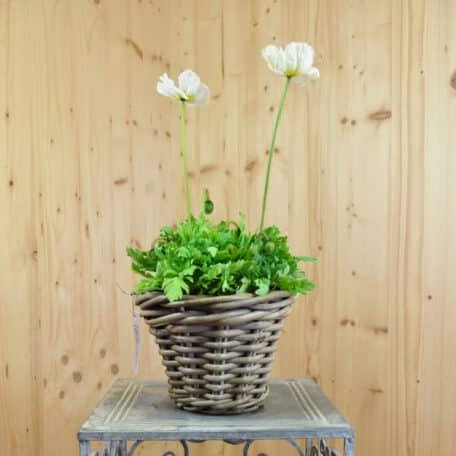 Islandmohn - Papaver nudicaule im Korb 5 - 2 Stück