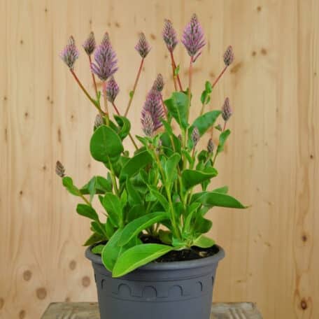 Australischer Federbusch - Ptilotus exaltatus - 2 Stück