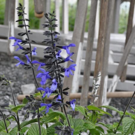 Salbei - Salvia Hybrida