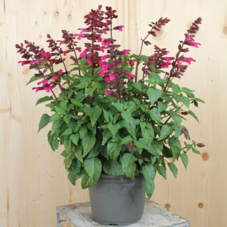 Zier-Salbei - Salvia Hybrida
