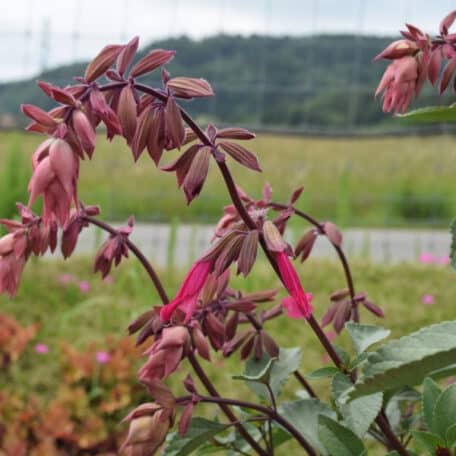 Zier-Salbei - Salvia Hybrida