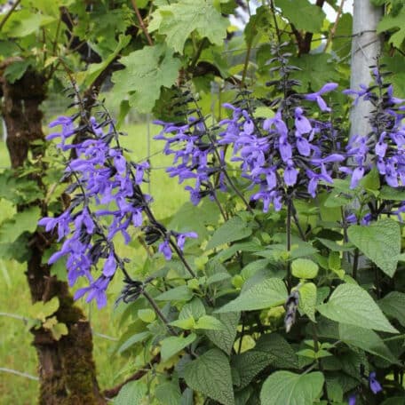 Salbei - Salvia Hybrida