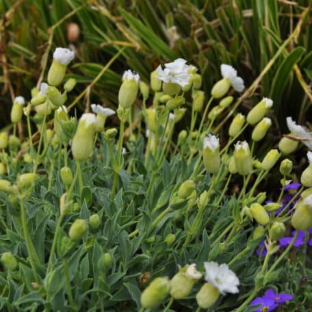 Leimkraut - Silene maritima - 2 Stück