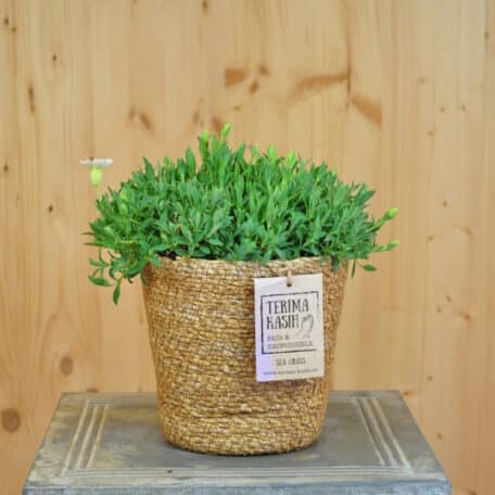 Leimkraut - Silene maritima im Korb 2 - 2 Stück