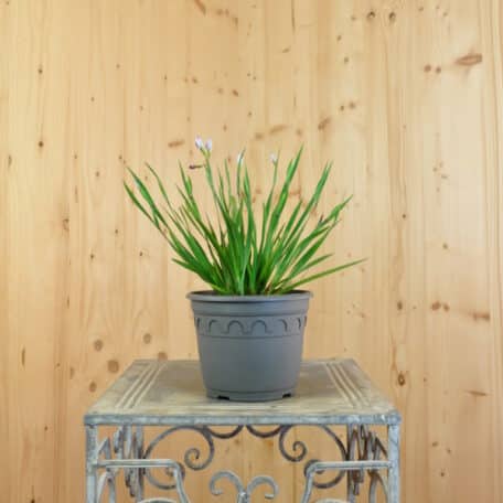 Blaue Binsenlilie - Sisyrinchium angustifolium - 3 Stück