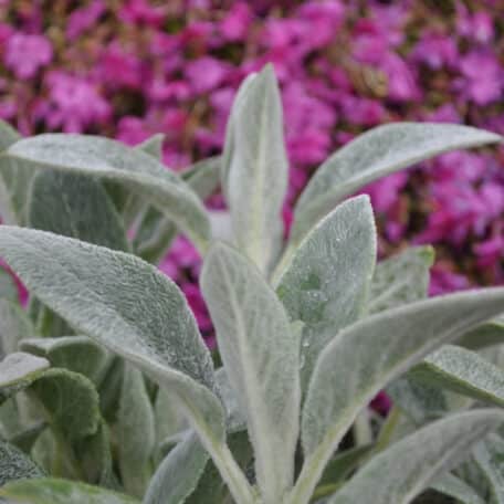Woll-Ziest - Stachys byzantina