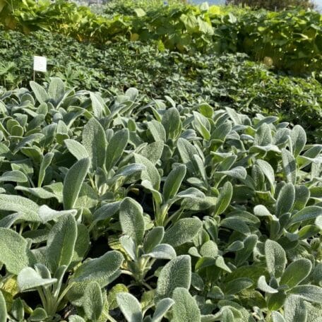 Woll-Ziest - Stachys byzantina