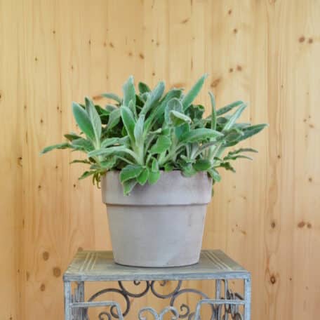 Woll-Ziest - Stachys byzantina