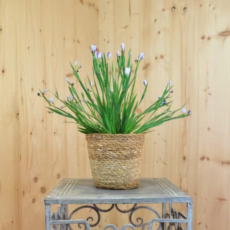 Blaue Binsenlilie - Sisyrinchium angustifolium im Korb 1 - 2 Stück