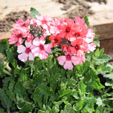 Eisenkraut - Verbena Cultivars - 4 Stück