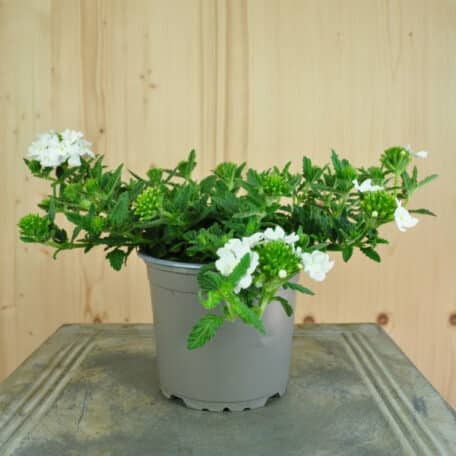 Eisenkraut - Verbena Cultivars - 4 Stück