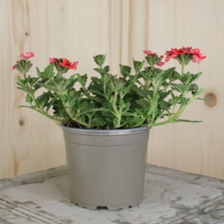 Eisenkraut - Verbena Cultivars - 4 Stück
