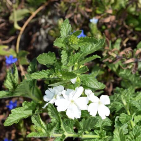 Eisenkraut - Verbena Cultivars - 4 Stück