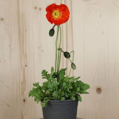 Islandmohn - Papaver nudicaule - Red - 2 Stück