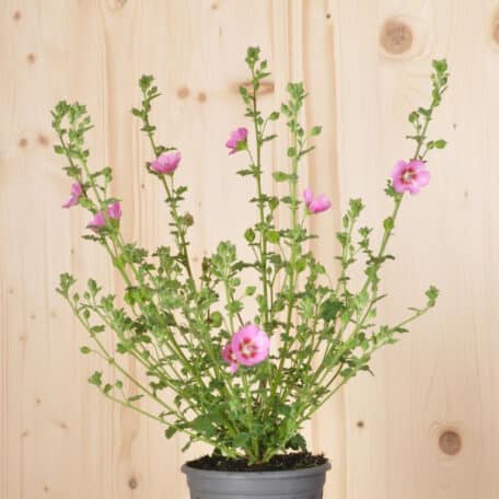 Kapmalve - Anisodontea capensis - 3 Stück