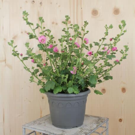 Kapmalve - Anisodontea capensis
