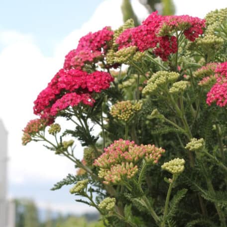 Achillée millefeuille - Achillea millefolium