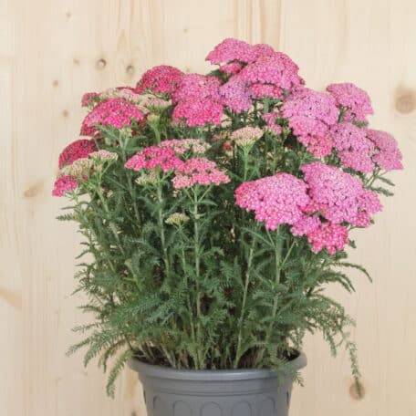 Achillée millefeuille - Achillea millefolium