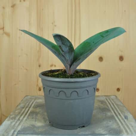 Blauzungen-Lauch - Allium karataviense - 3 Stück