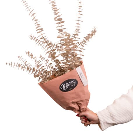 Blooms for you "Gloria