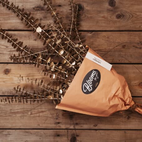 Blooms for you "Gloria